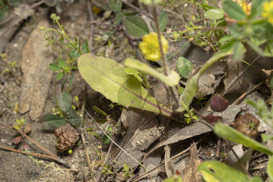 Image of Crepis micrantha Czer.