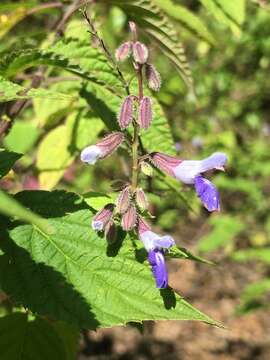 Salvia plurispicata Epling resmi