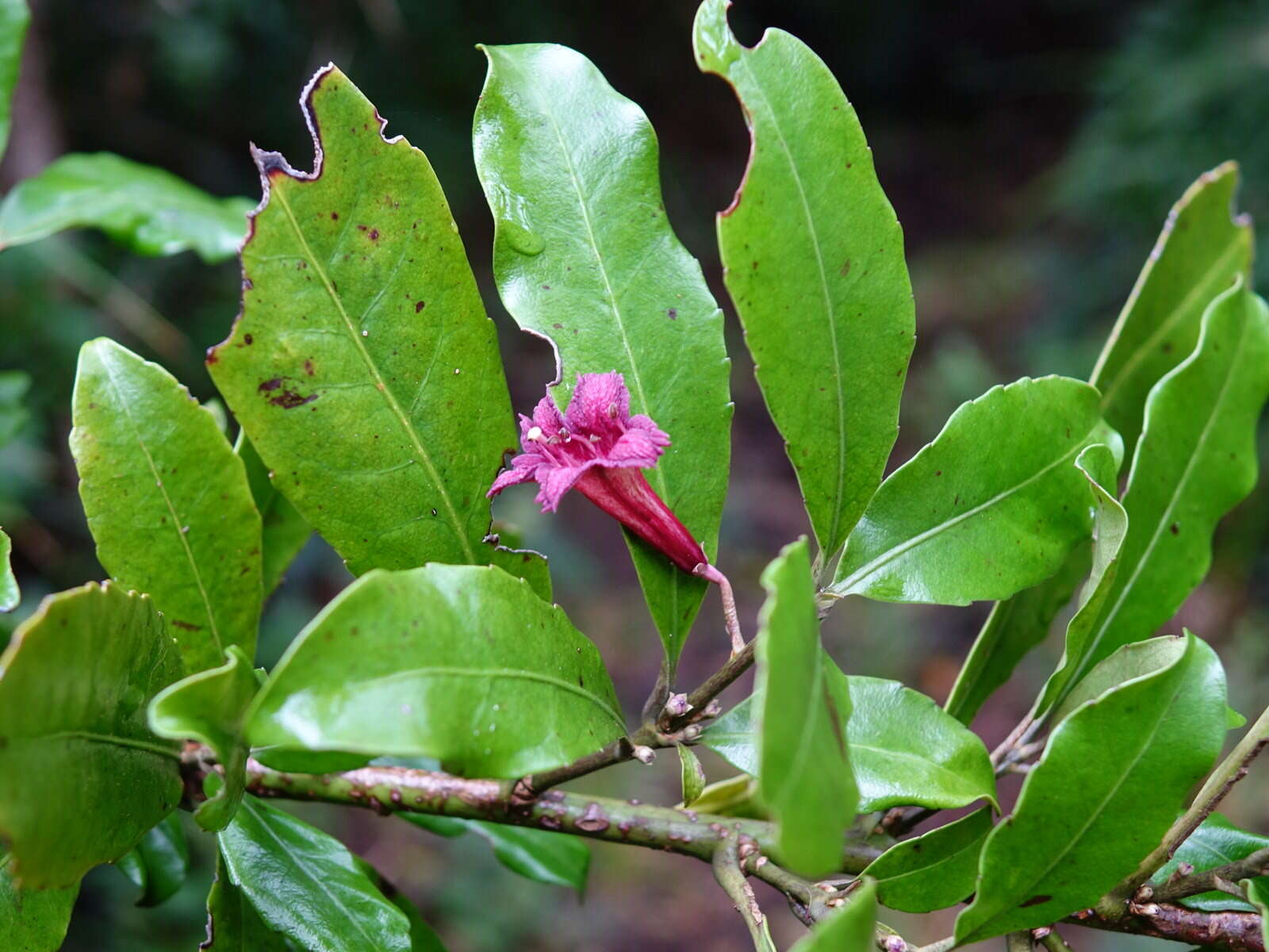 Image of Shrubby honeysuckle