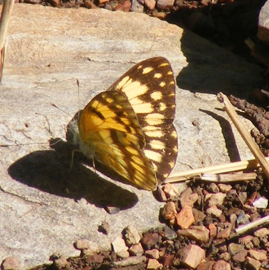 Image of Colotis vesta (Reiche (1850))