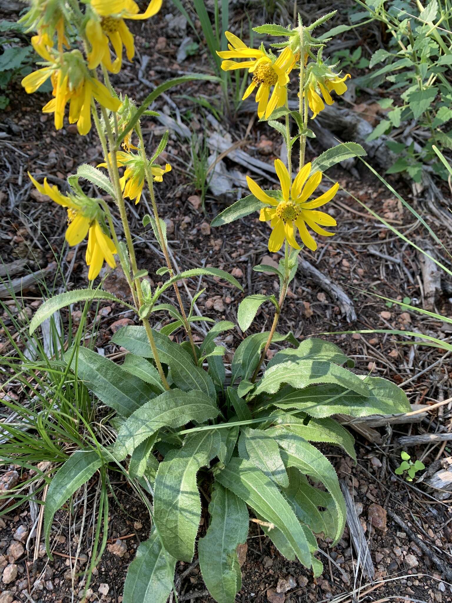 Image of Parry's dwarf-sunflower