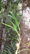 Image of Bulbophyllum auriflorum H. Perrier