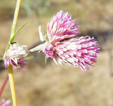 Image of Gomphrena flaccida R. Br.