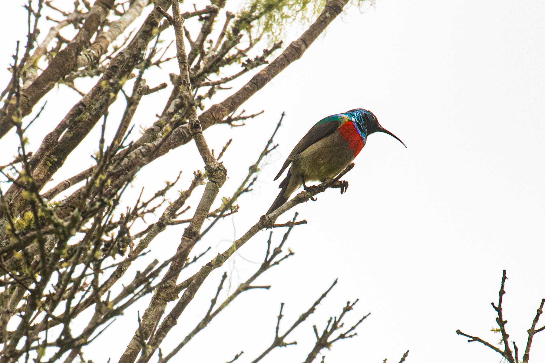 صورة Cinnyris manoensis amicorum (Clancey 1970)