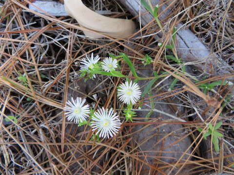 Image of Delosperma inconspicuum L. Bol.