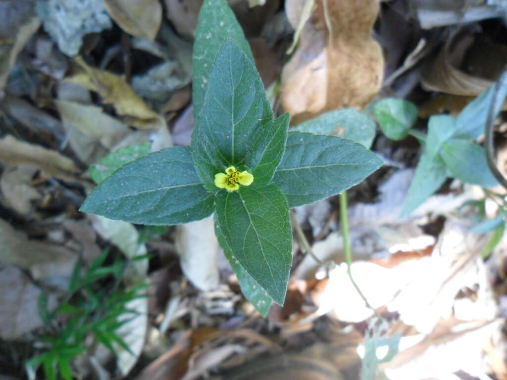 Calyptocarpus wendlandii Sch. Bip. resmi