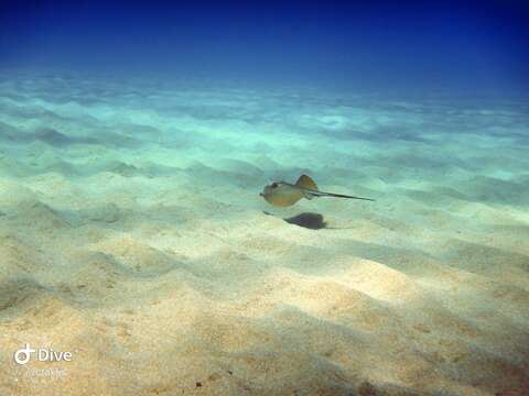 Image of Common Stingray