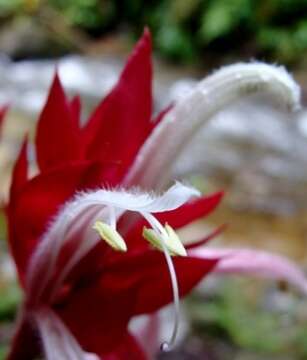 Image of Brazilian red-cloak