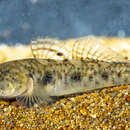 Image of Canestrini&#39;s Goby