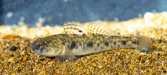 Image of Canestrini&#39;s Goby