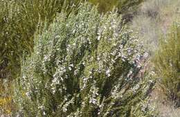 Image of Eremophila dichroantha Diels