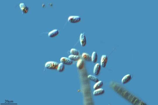 Image of <i>Bodo caudatus</i> (Dujardin) Stein 1878