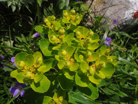 Image of Euphorbia austriaca A. Kern.