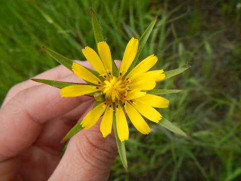 Image of goatsbeard