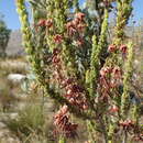 Erica plukenetii subsp. breviflora (Dulfer) E. G. H. Oliv. & I. M. Oliv. resmi