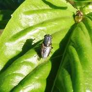 Stomorhina discolor (Fabricius 1794) resmi