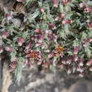Image of Paronychia albomarginata Core
