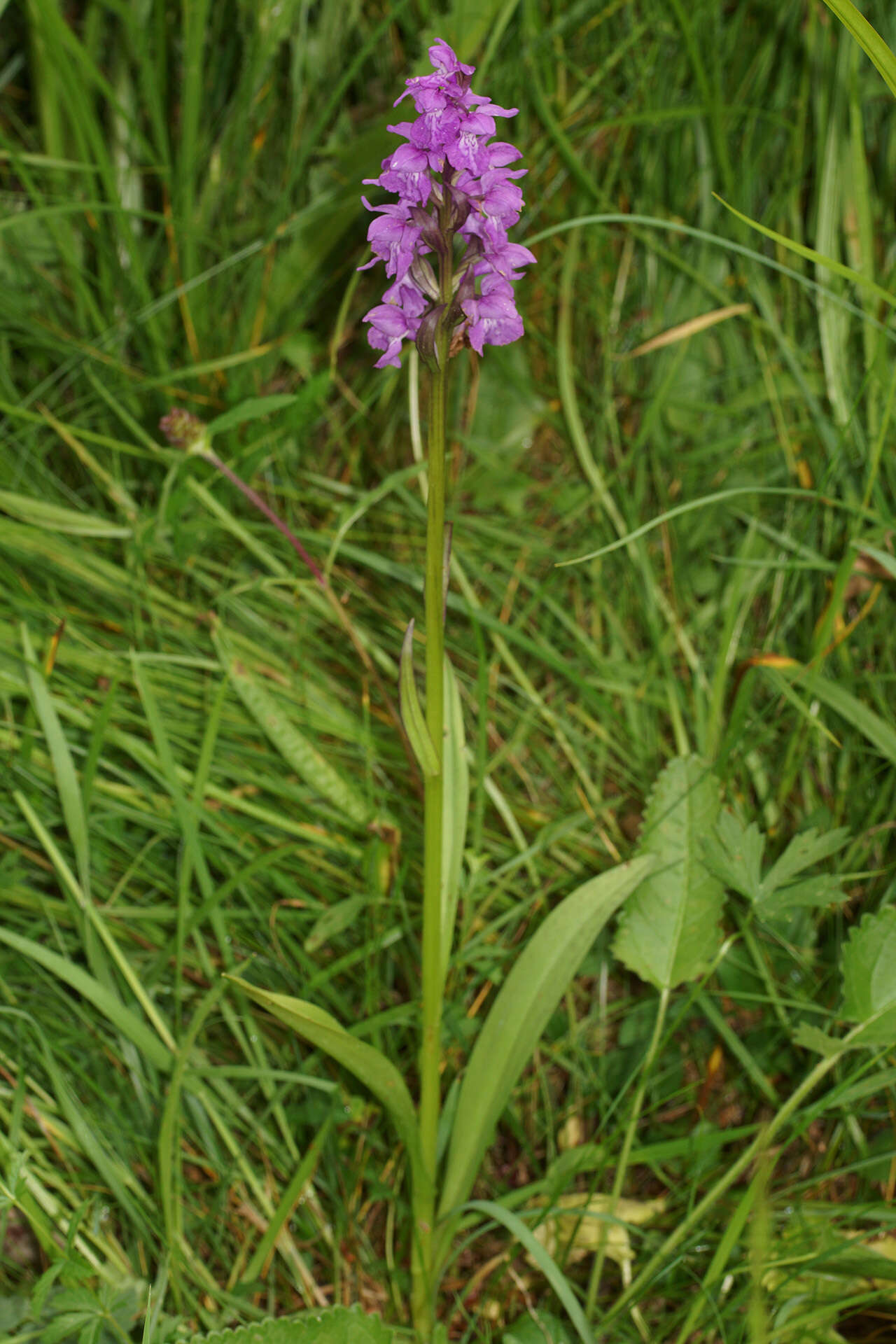 Imagem de Dactylorhiza baumanniana J. Hölzinger & Künkele