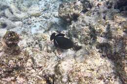 Image of Indian triggerfish