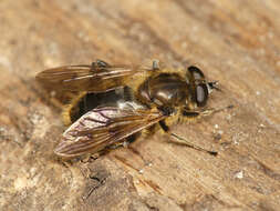 Image of Chalcosyrphus eunotus (Loew 1873)