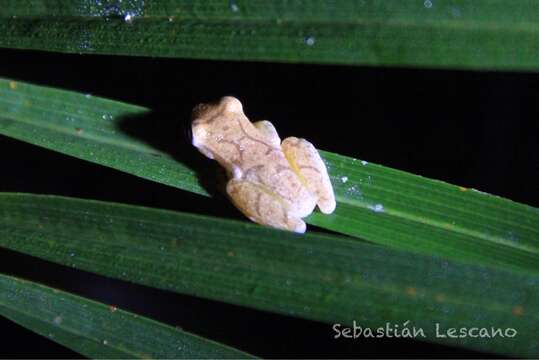 Sivun Dendropsophus phlebodes (Stejneger 1906) kuva