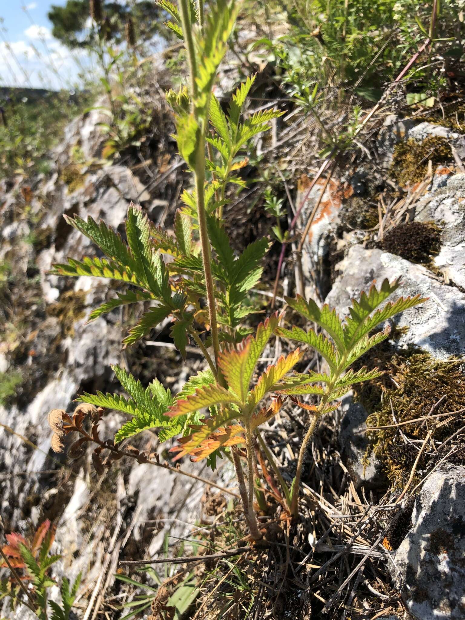 Image of Potentilla longifolia Willd.