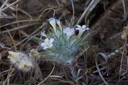 Image of Tehama pincushionplant