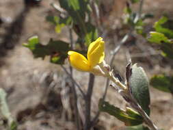 Image of Argyrolobium wilmsii Harms