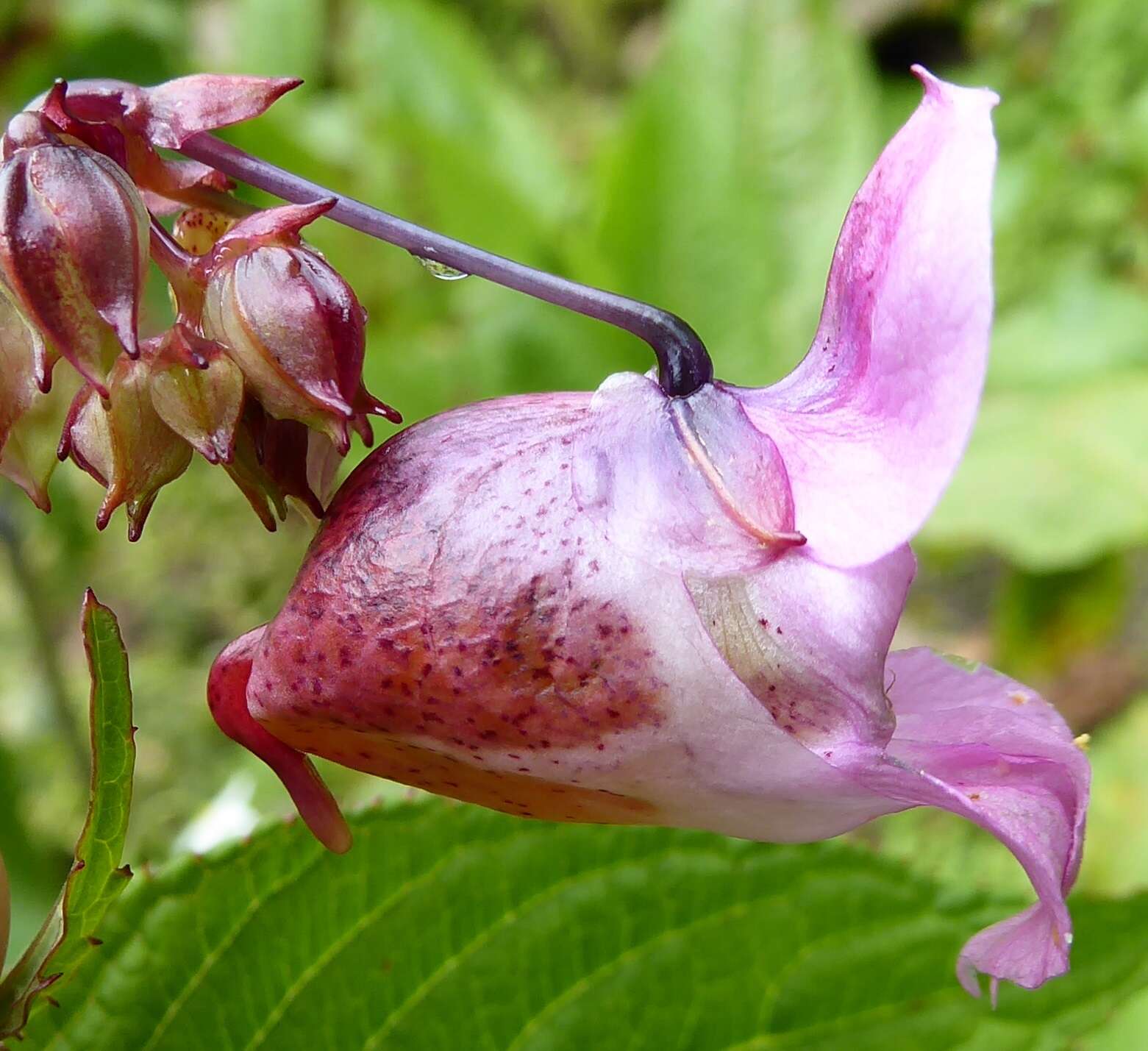 Imagem de Impatiens sulcata Wall.