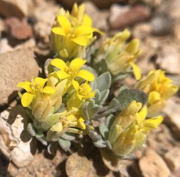 Image of Physaria kingii subsp. kingii