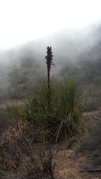 Image of Chilean Puya