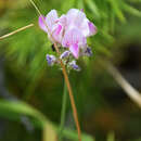 Onobrychis alba (Waldst. & Kit.) Desv. resmi