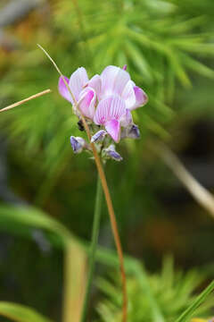 Слика од Onobrychis alba (Waldst. & Kit.) Desv.