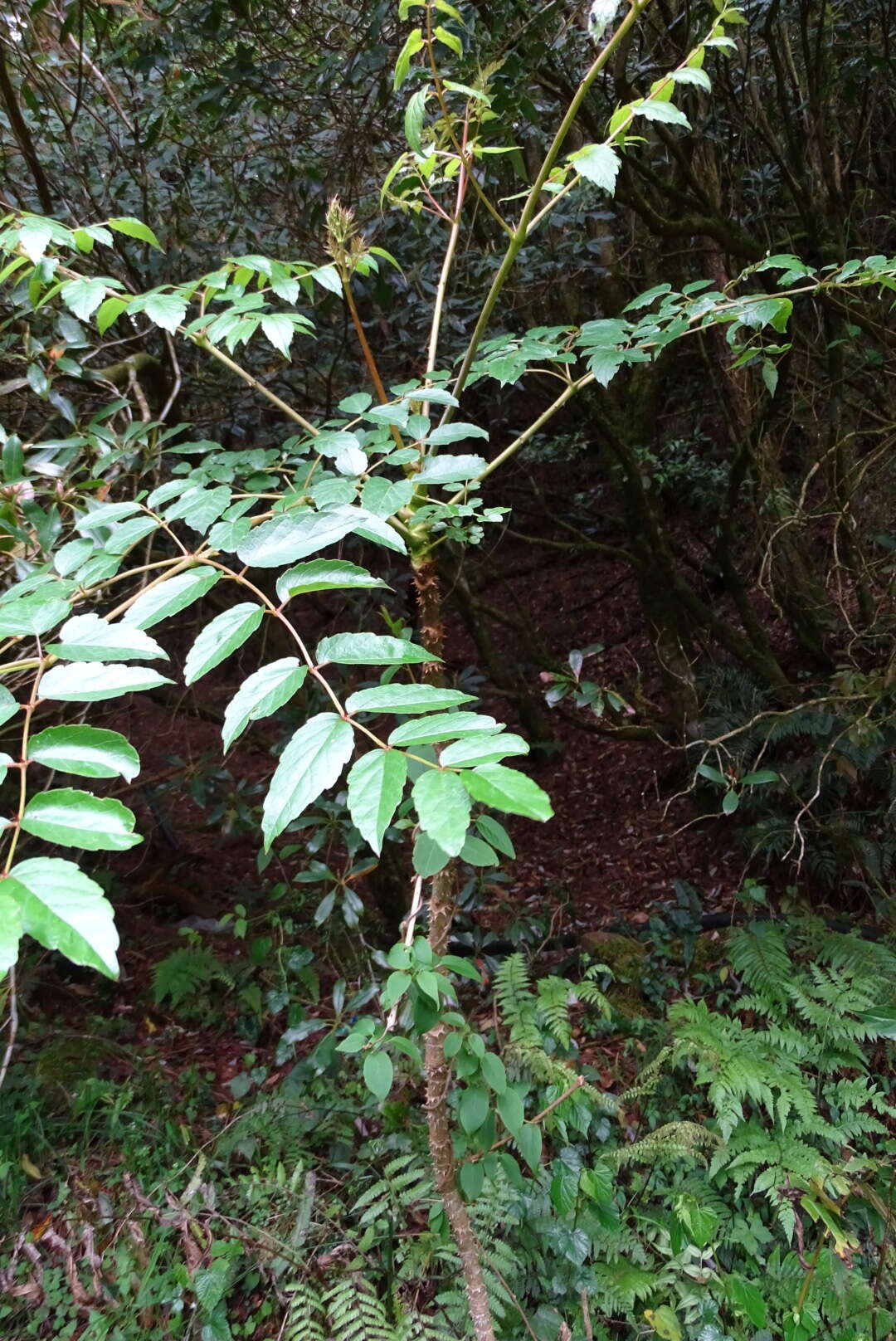 Image de Aralia bipinnata Blanco