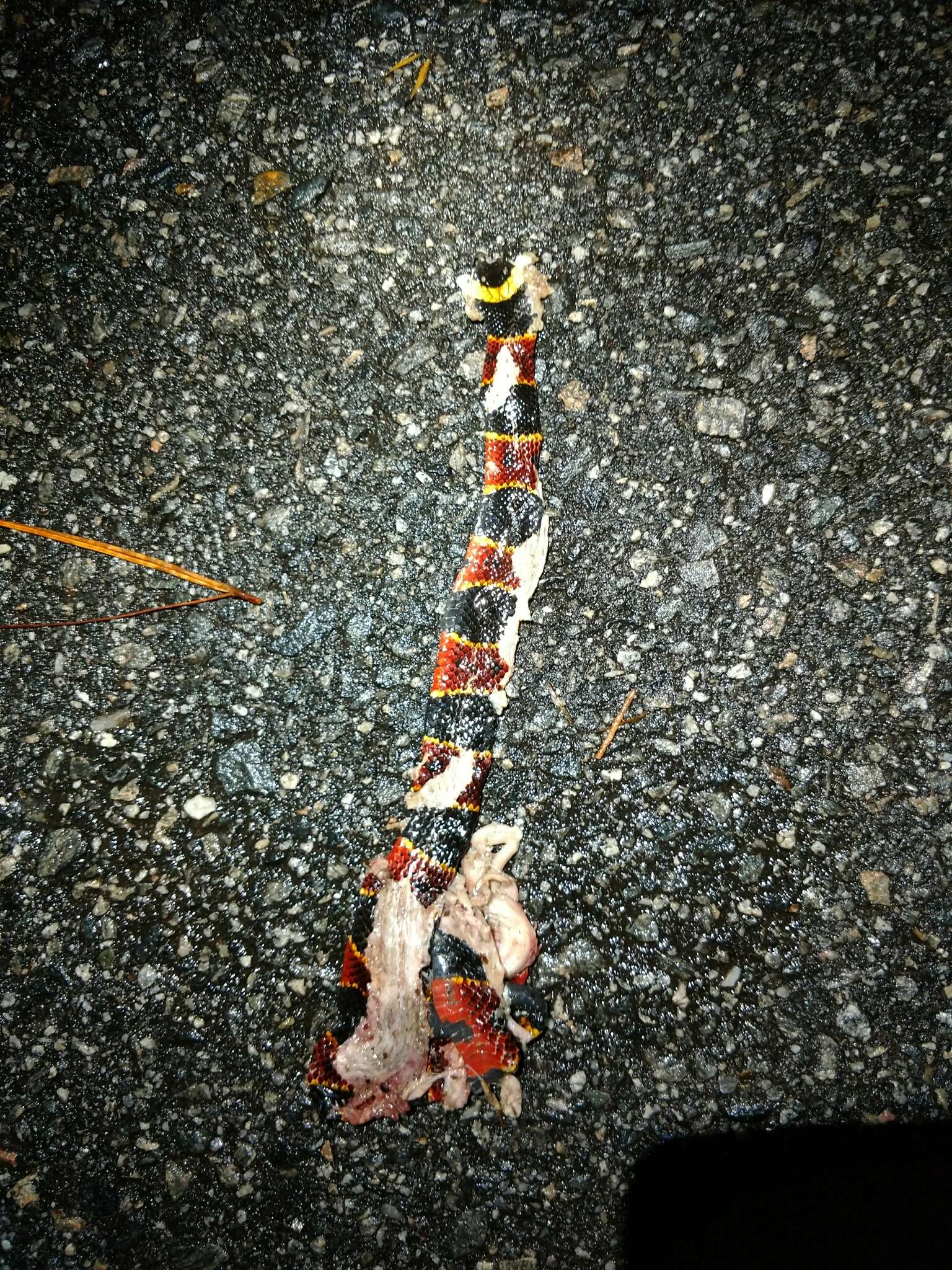 Image of Eastern Coral Snake