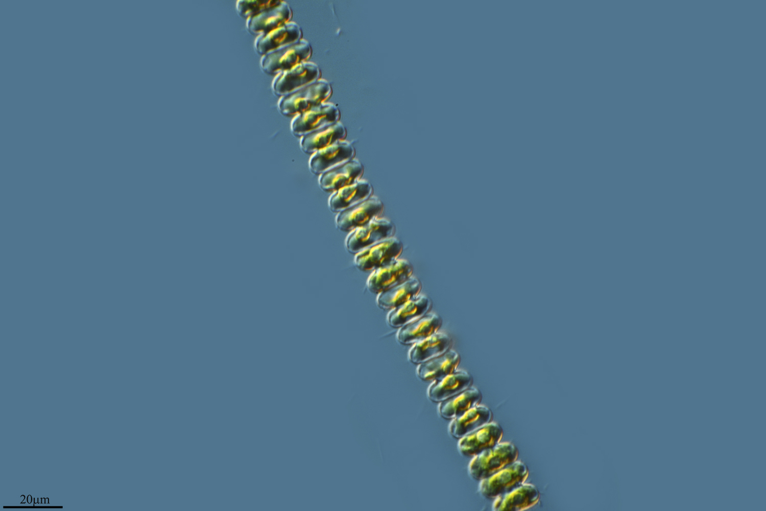 Image of <i>Spondylosium planum</i>