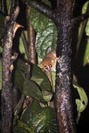 Image of Brown Mouse Lemur