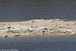 Image of Red-capped Dotterel