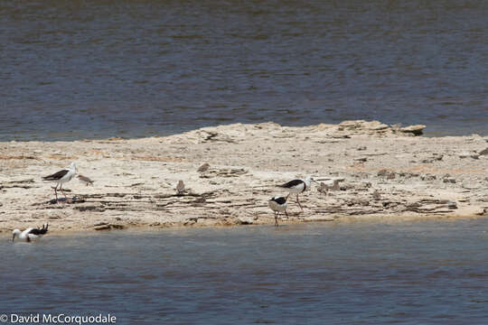 Image of Red-capped Dotterel