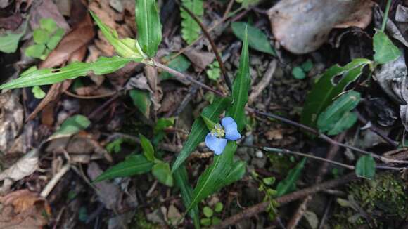 Image of Commelina auriculata Blume