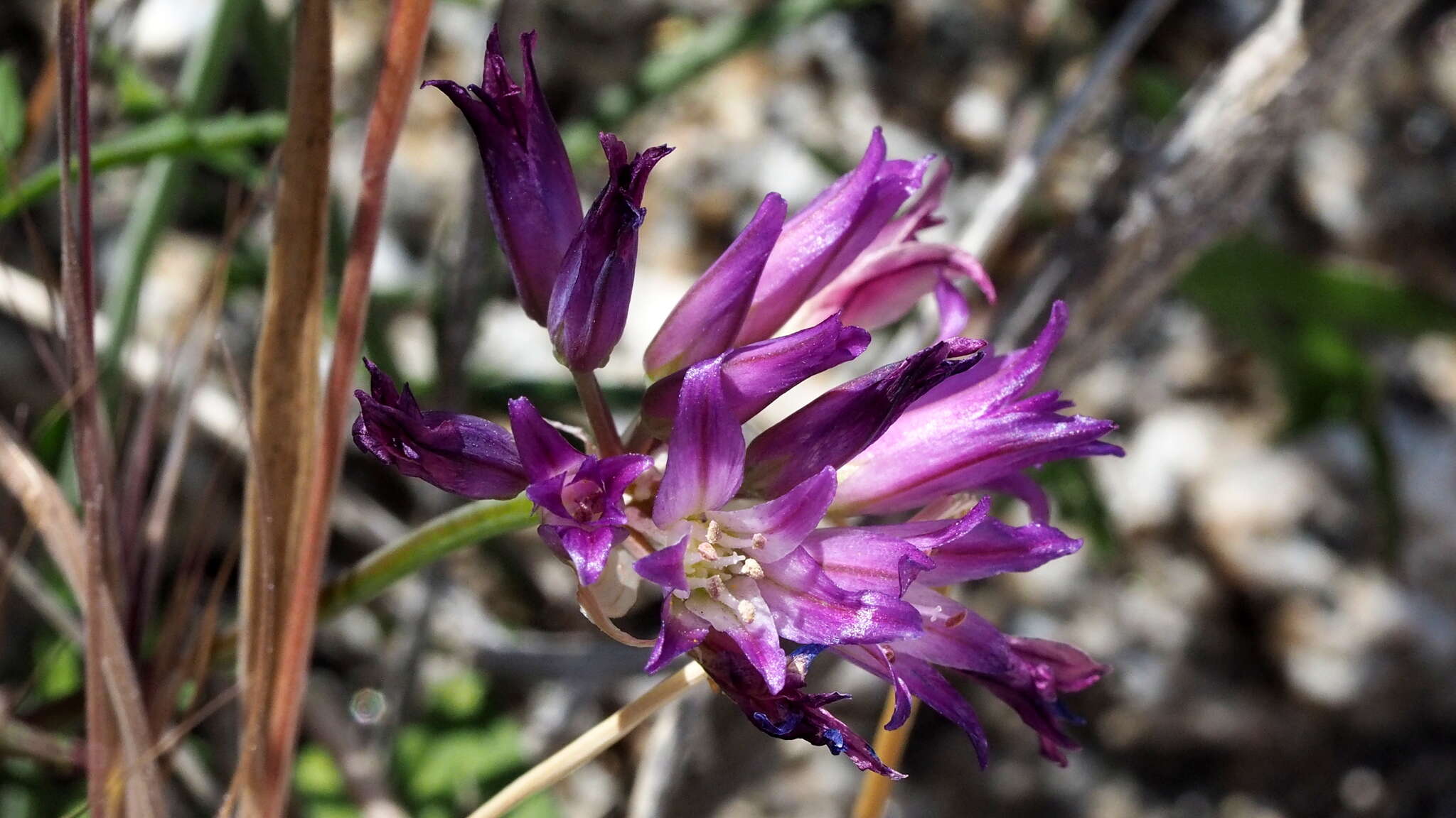 Image of fringed onion