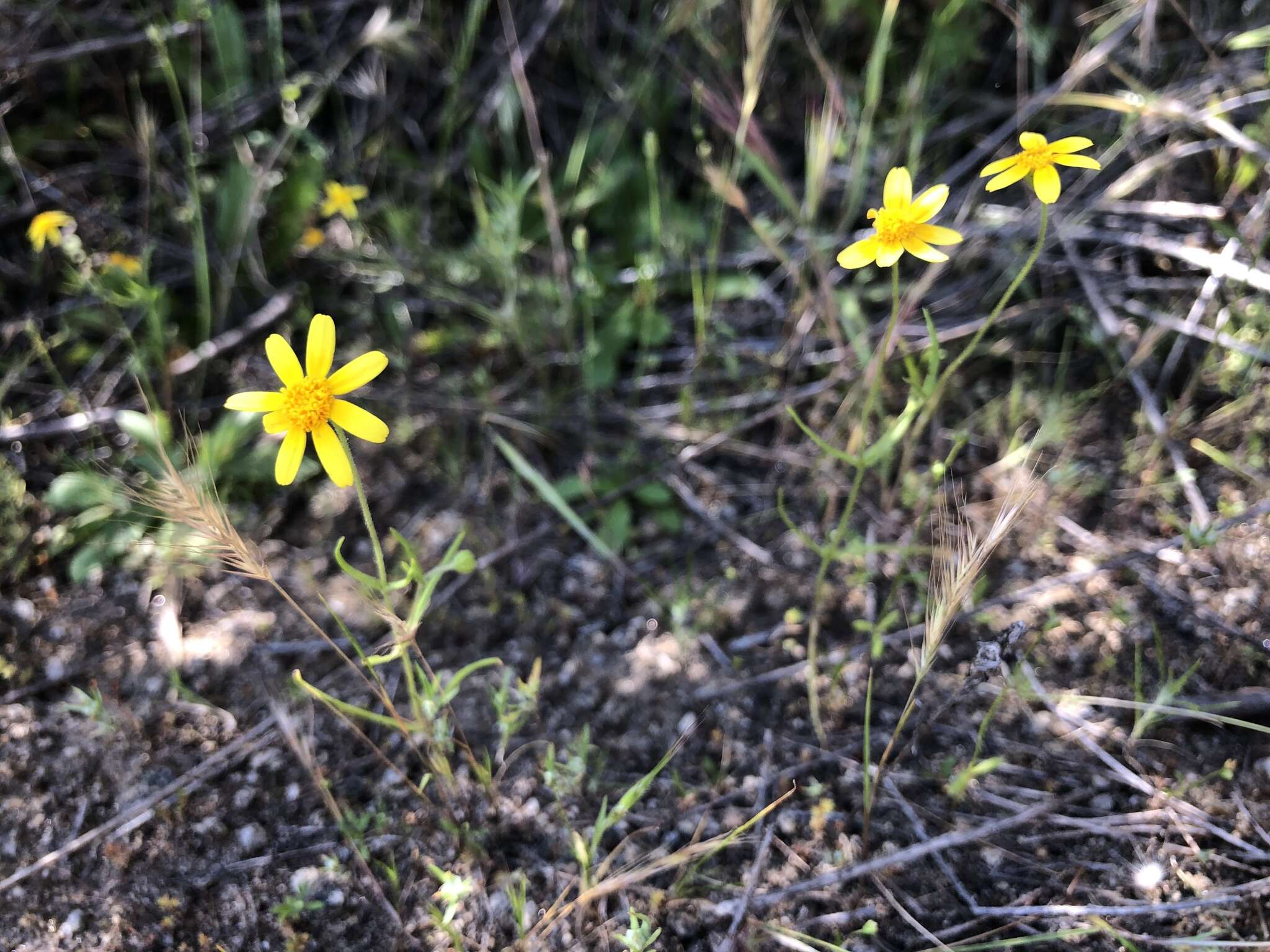 Lasthenia coronaria (Nutt.) Ornduff resmi