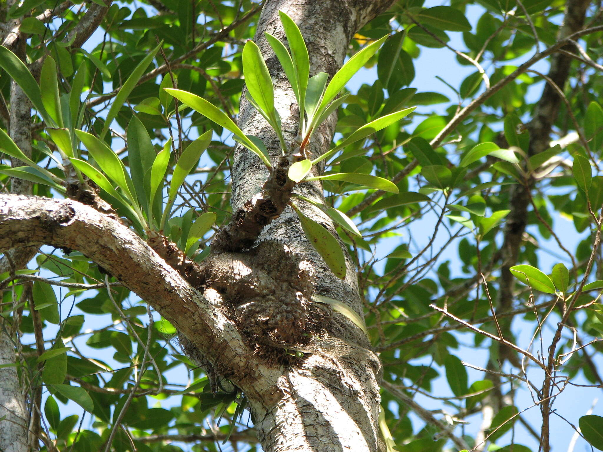 Imagem de Myrmecodia beccarii Hook. fil.