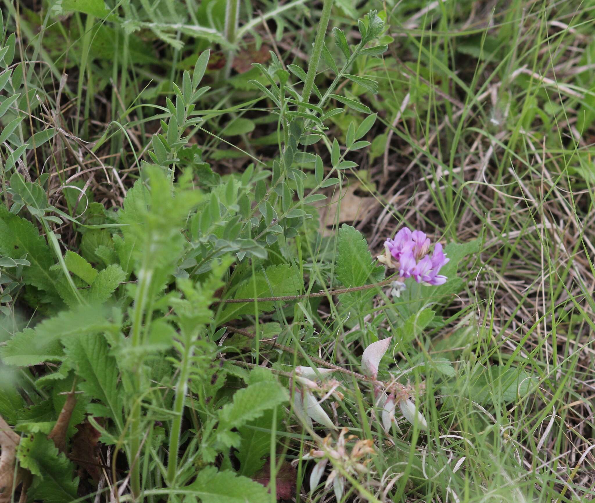 Imagem de Astragalus lotiflorus Hook.