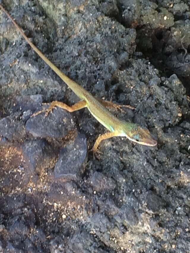 Image of Saint Vincent's Bush Anole