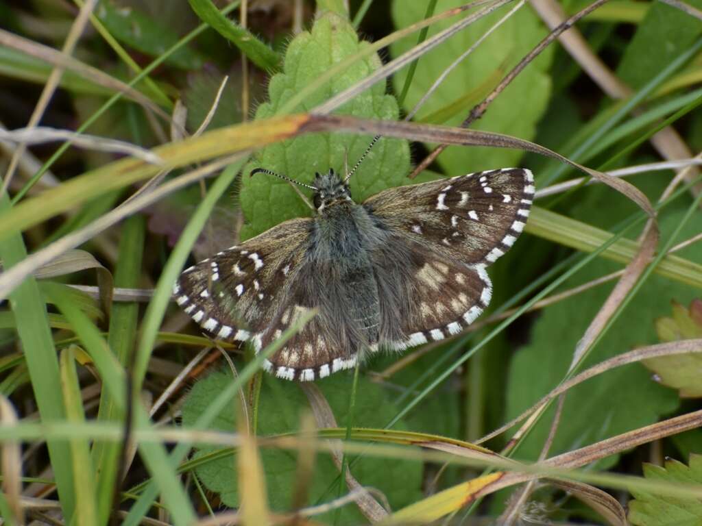 Image of oberthürs grizzled skipper