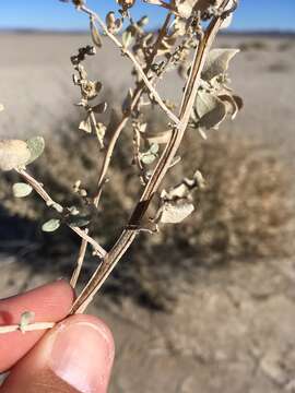 Image de Atriplex griffithsii Standl.