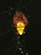 Image of Arrowhead Spider