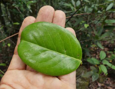 Image de Loeseneriella bourdillonii (Gamble) D. C. S. Raju