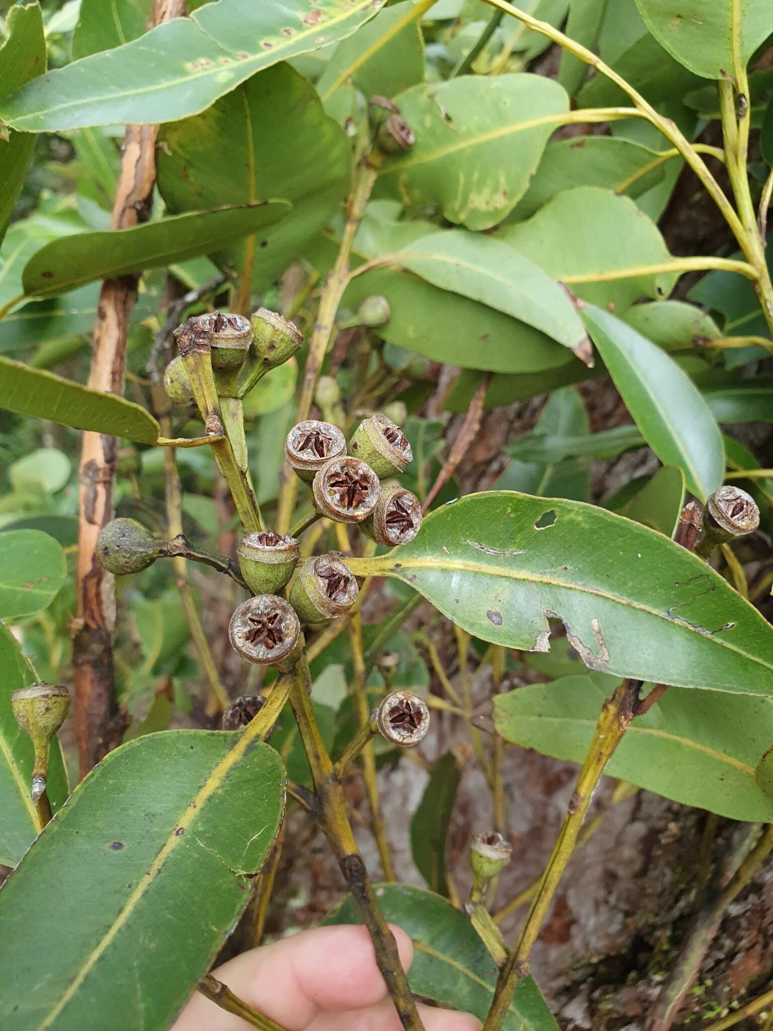 Image of Eucalyptus pellita F. Müll.